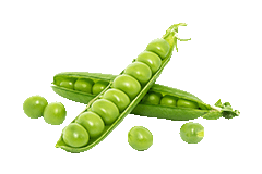 ERBSEN