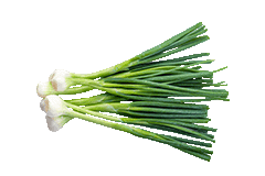 Frühlingszwiebeln