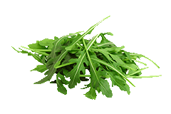 RUCOLA
